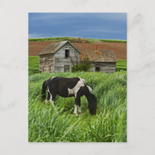 Cartão Postal Ver cavalos num campo na Palha 2