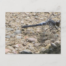 Cartão Postal Verão da vida