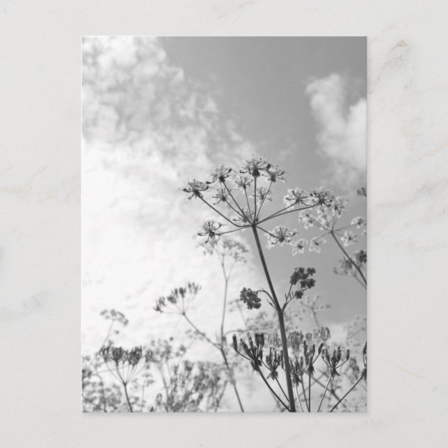 Cartão Postal Verão de flor selvagem (Frente)