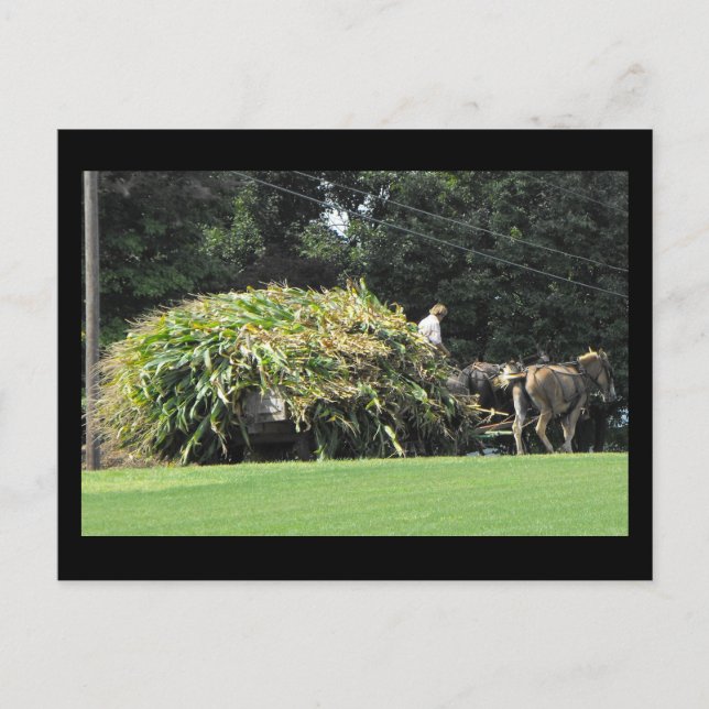 Cartão Postal ~ Verão em Lancaster County ~ 57 (Frente)