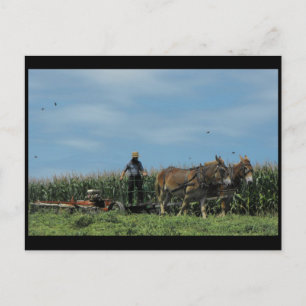 Cartão Postal ~ Verão em Lancaster County ~ 73