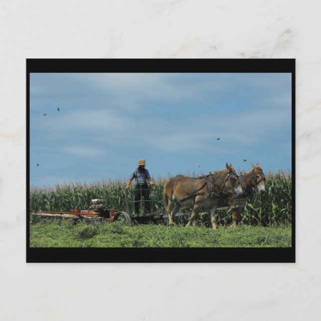 Cartão Postal ~ Verão em Lancaster County ~ 73 (Frente)