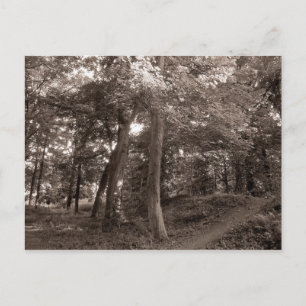 Cartão Postal Verão na floresta