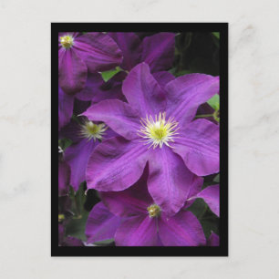 Cartão Postal ~ Verão no condado de Lancaster ~ 39