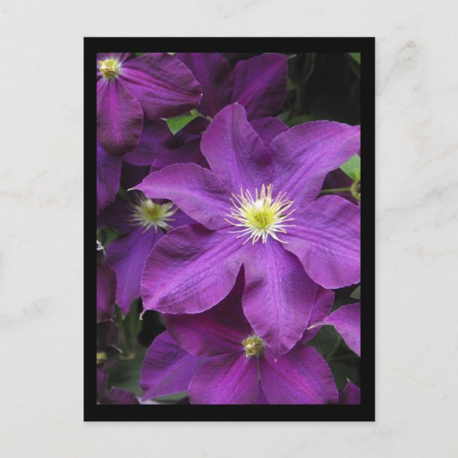 Cartão Postal ~ Verão no condado de Lancaster ~ 39 (Frente)