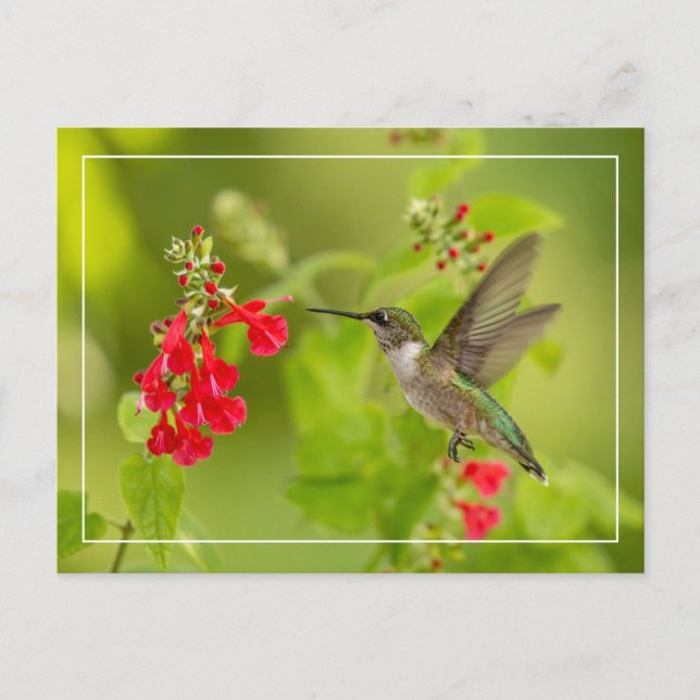 Cartão Postal Verão Verde Suave (Frente)