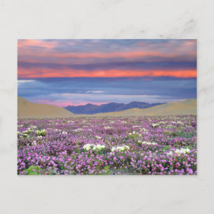 Cartão Postal Verbena de Areia & Primula das Dunas Flores Silves