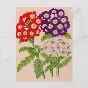 Cartão Postal verbena flores em vermelho e roxo