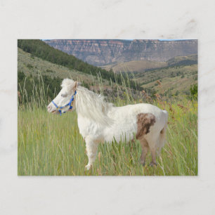 Cartão Postal Verdadeiro Cavalo Miniatura nas montanhas desejo