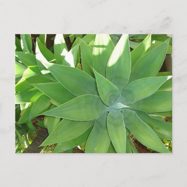 Cartão Postal Verde (Frente)