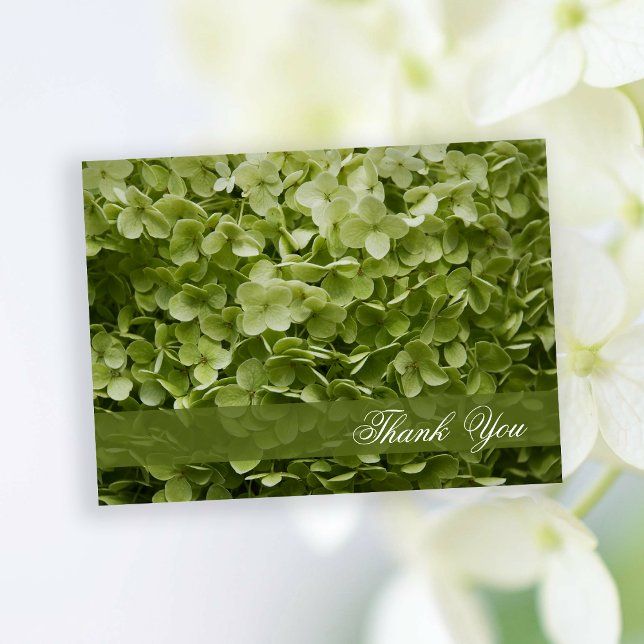 Cartão Postal Verde Annabelle Hydrangea Floral Obrigado (Criador carregado)
