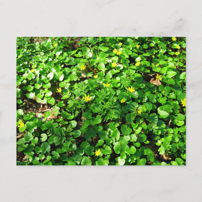 Cartão Postal verde é lindo (Frente)