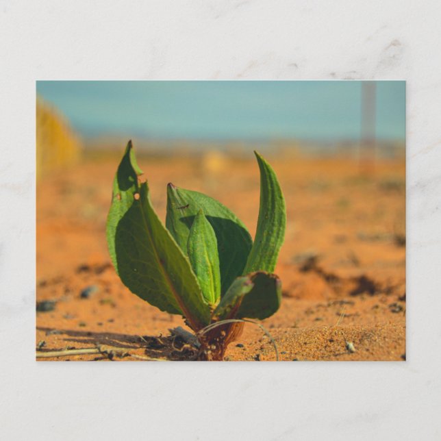 Cartão Postal Verde no deserto (Frente)