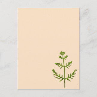 Cartão Postal verde primavera
