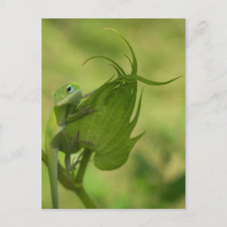 Cartão Postal Verdes do Sul