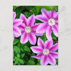 Cartão Postal Verduras botânicas florais cor-de-rosa