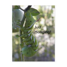 verme de tomate/lagarta