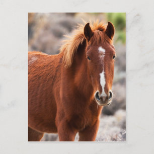 Cartão Postal Vermelho