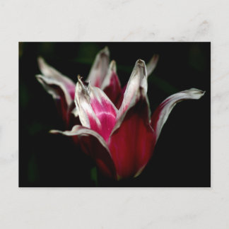 Cartão Postal Vermelho e Branco em Preto