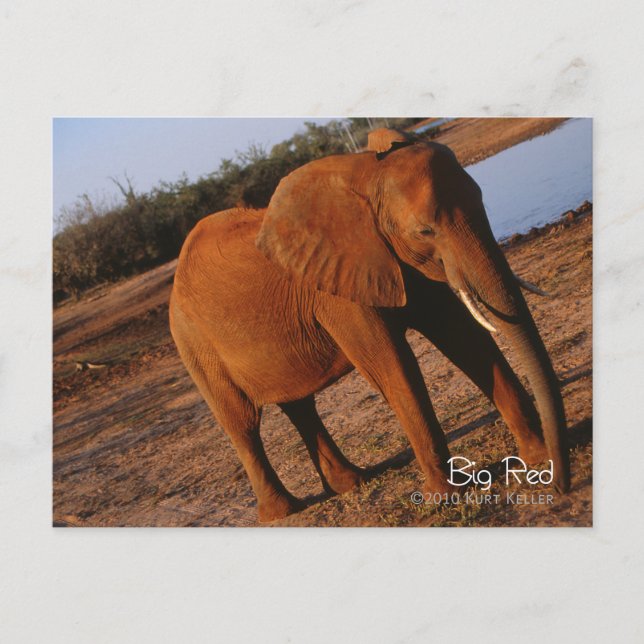 Cartão Postal Vermelho Grande (Frente)