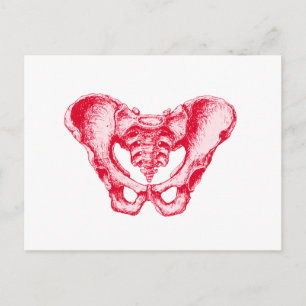 Cartão Postal Vermelho Pelvis masculino