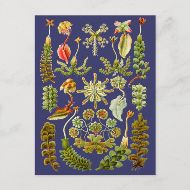 Cartão Postal Vermelhos (Frente)