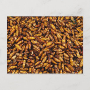 Cartão Postal Vermes de Seda Secos... Comida da Rua Tailandesa