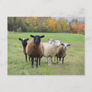 Cartão Postal Vermont Sheep no outono