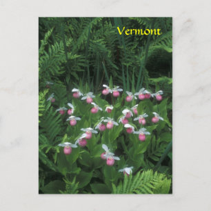 Cartão Postal Vermont Showy Lady's Slippers em Ferns