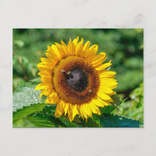 Cartão postal - Vermont Sunflower