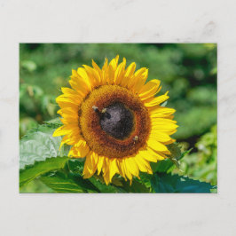 Cartão postal - Vermont Sunflower