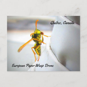 Cartão Postal Vespa de Papel Europeia (Polistes dominula) Zangão