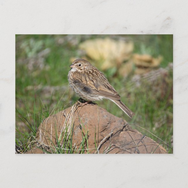 Cartão Postal Vesper Sparrow (Frente)