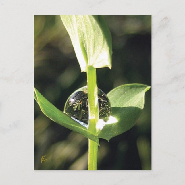 Cartão Postal Vestido Com Atlas Turco E Pacífico (Frente)