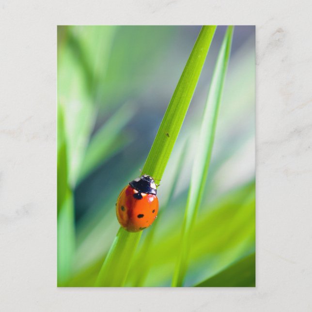 Cartão Postal Viagem de LadyBug (Frente)