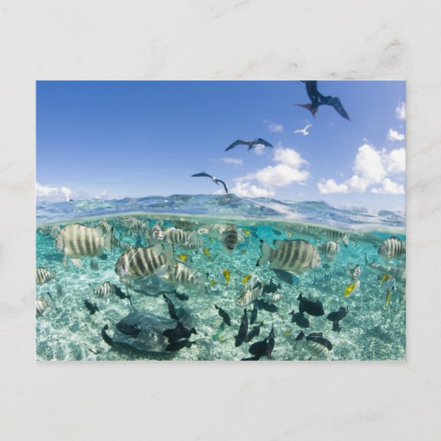 Cartão Postal Viagem de safári pela lagoa com arraias (Frente)