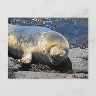 Cartão Postal viagens de foca rindo papagaio-do-mar Ilhas Farne 