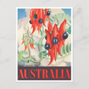 Cartão Postal Viagens vintage de Sturt Desert Pea Austrália