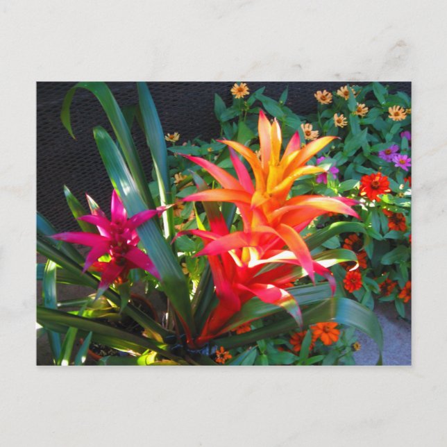 Cartão Postal Vibração (Frente)