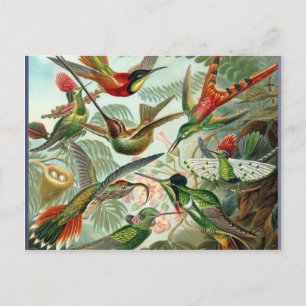 Cartão Postal Vibrações, beija-flores, arte exótica tropical