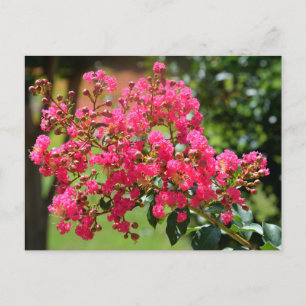 Cartão Postal Vibrant crepe myrtle busle