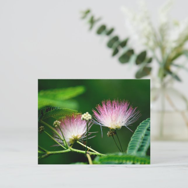Cartão Postal Vibrant Mimosa Flower (Em pé/Frente)