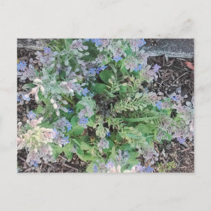 Cartão Postal Vibrante Jardim de Ervas Borragem Estrela Azul