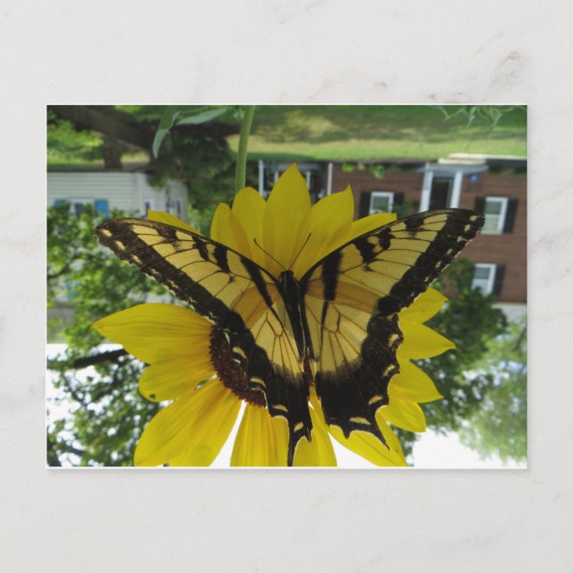 Cartão Postal Viceroy Butterlfy (Frente)