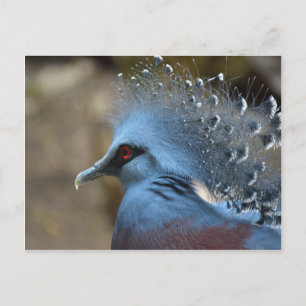Cartão Postal Victoria Crowned Pigeon