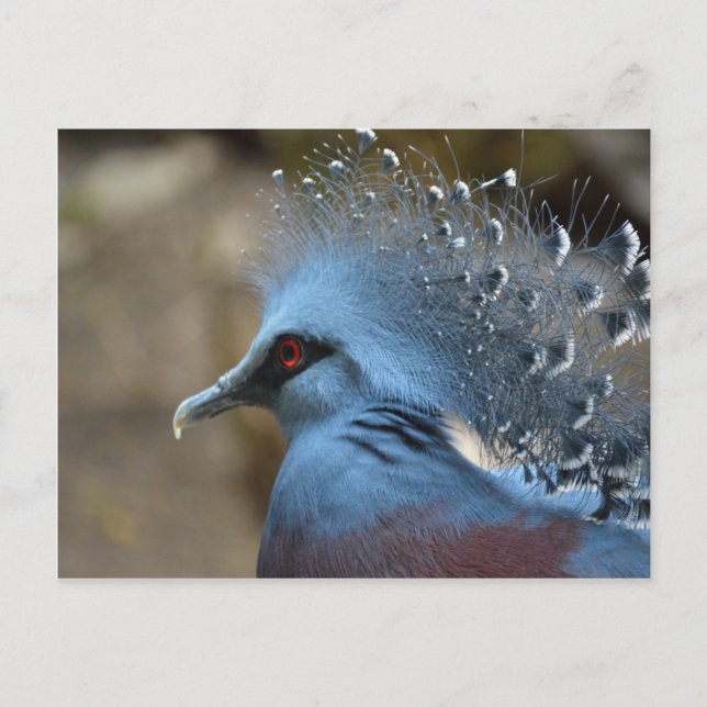 Cartão Postal Victoria Crowned Pigeon (Frente)