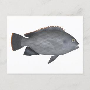Cartão Postal Victoria Tilapia