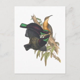 Cartão Postal Victoria's Rifle Bird