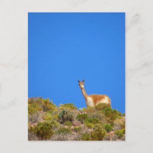 Cartão Postal vicuña camelid blue