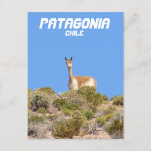 Cartão Postal Vicuna Patagonia, Chile Cartão-postal - Vertical